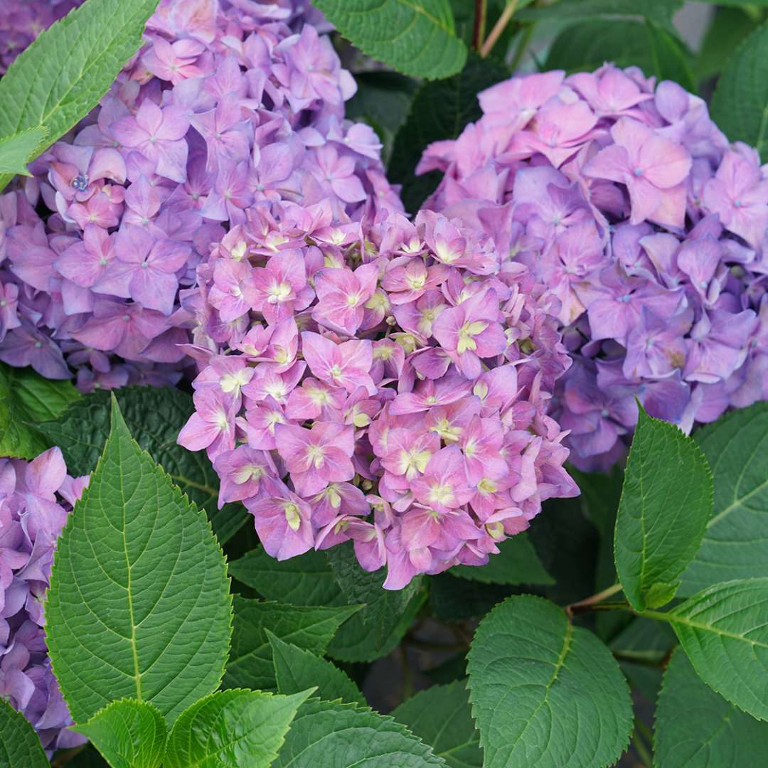 Let's Dance ¡Arriba! Hydrangea's purple and pink petals