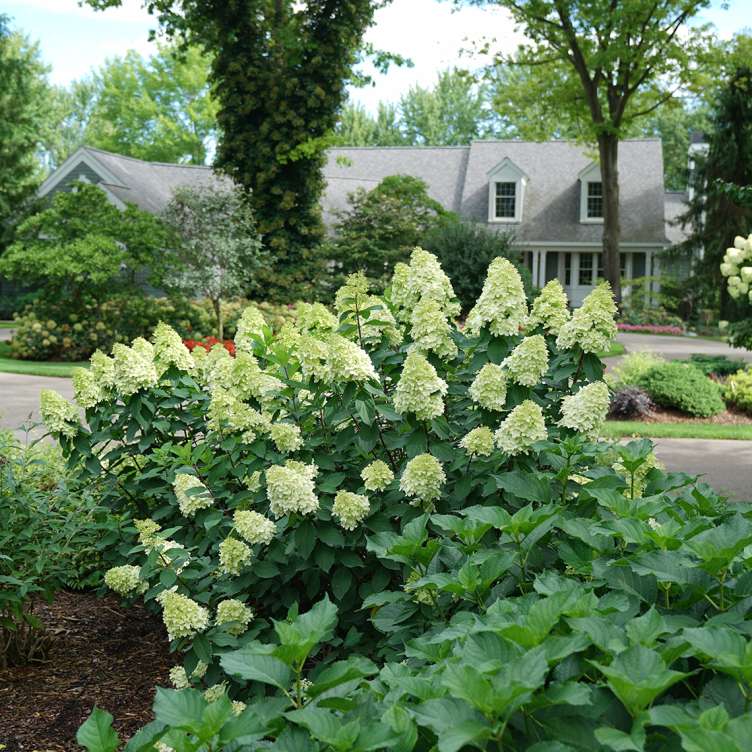 Limelight Prime panicle hydrangea blooming heavily in a garden