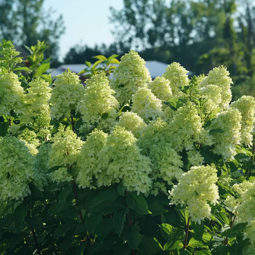 Limelight Prime hydrangea's bright lime green flowers