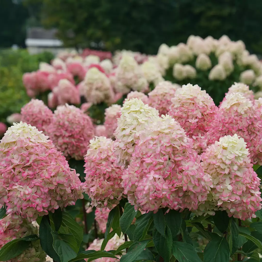 Limelight Prime panicle hydrangea's blooms transitioning to pink