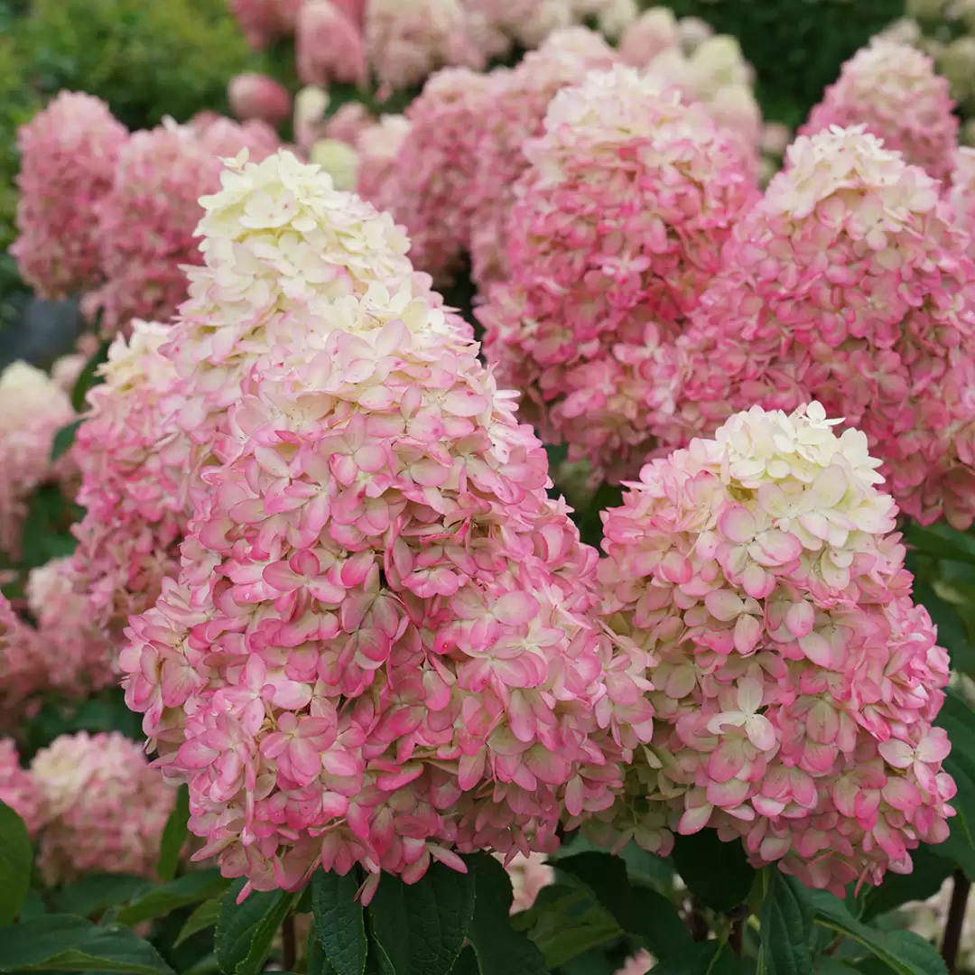 Close up of Limelight Prime hydrangea's green and bubblegum pink blooms