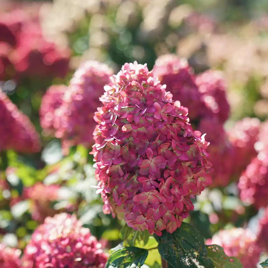 Close up of a vibrant pink Limelight Prime panicle hydrangea bloom