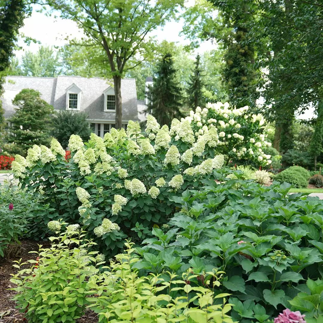 Limelight Prime in garden with its signature lime green blooms