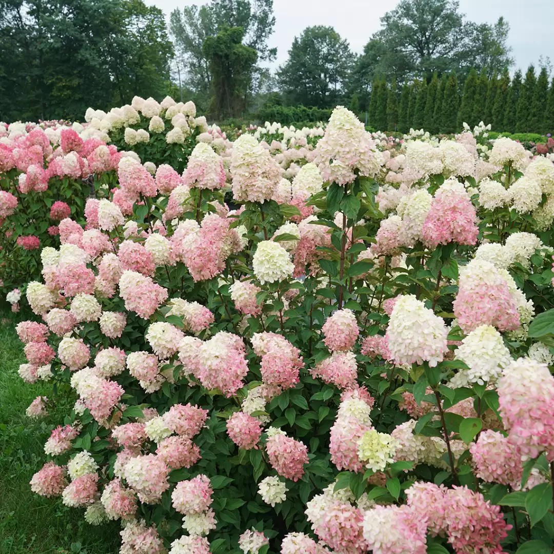 A heavily blooming Limelight Prime Hydrangea with flowers turning from lime to bubblegum pink