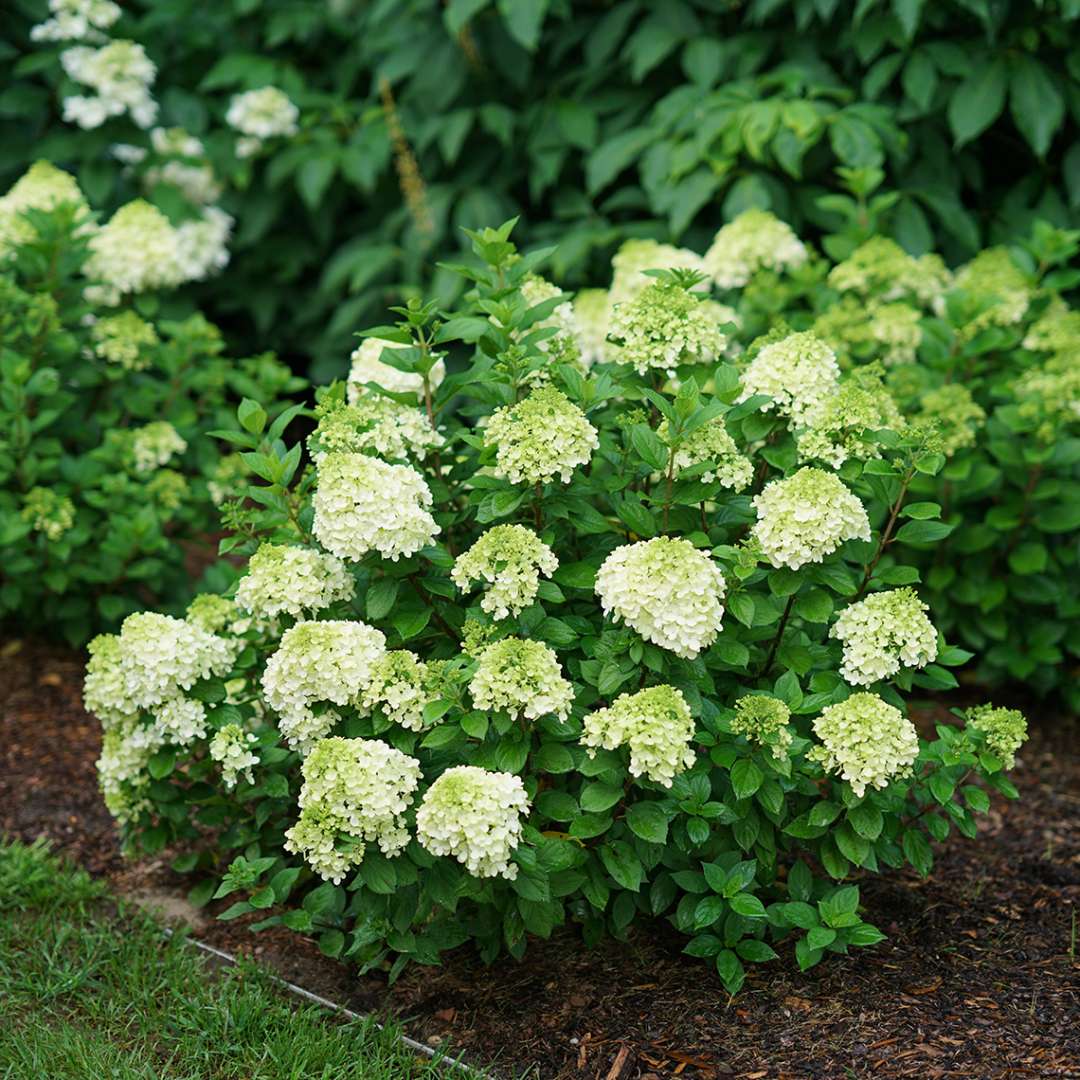 A compact Little Lime Punch hydrangea with lime green blooms 