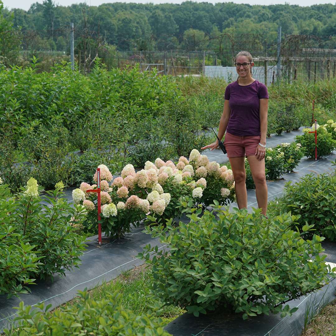 Plant breeder Megan Mathey standing beside Little Lime Punch hydrangea in the trial garden