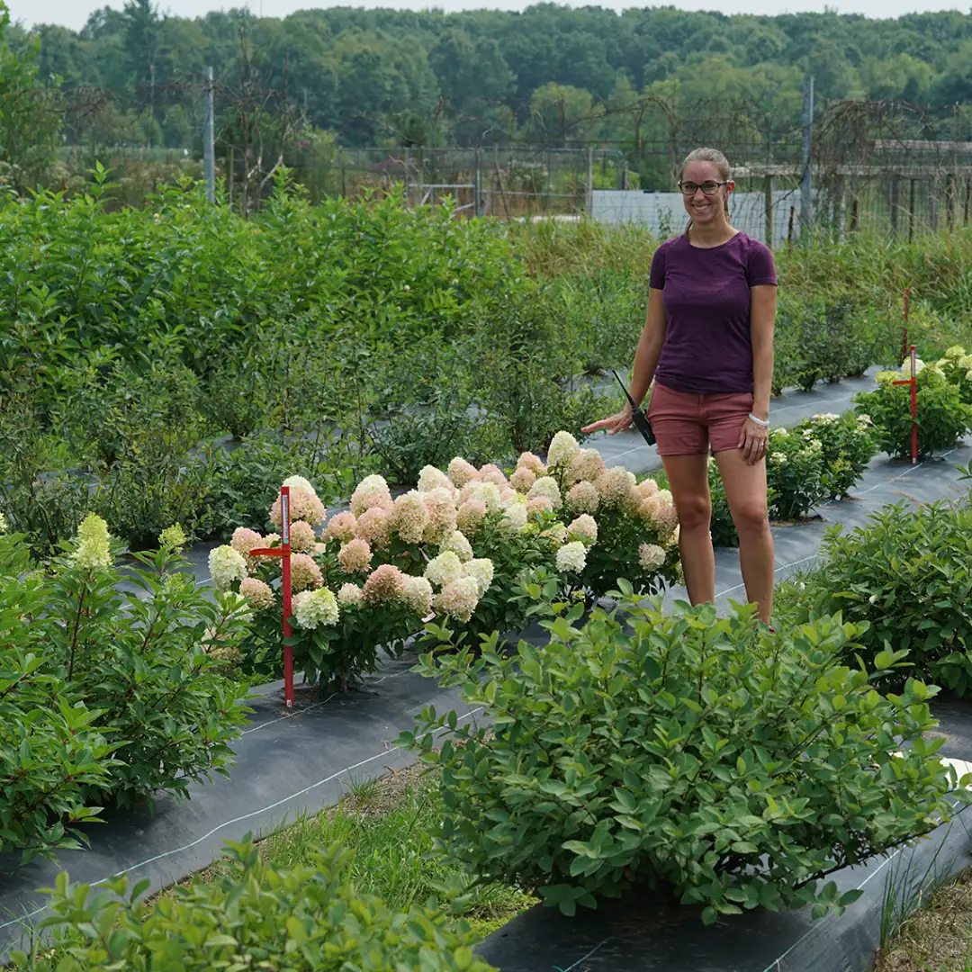 Plant breeder Megan Mathey standing beside Little Lime Punch hydrangea in the trial garden