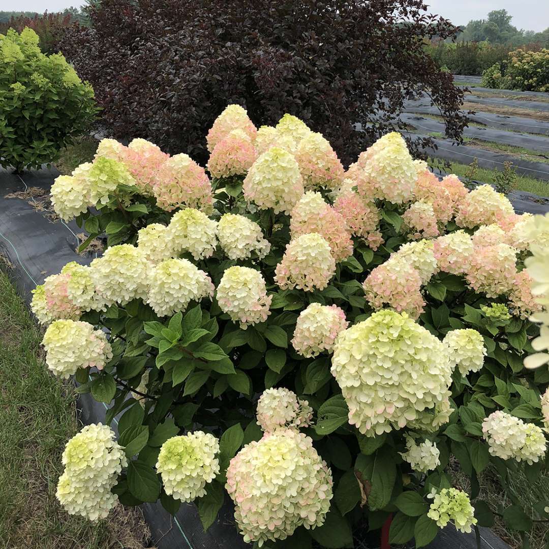 Little Lime Punch hydrangea's creamy flowers transitioning to pink in the trial garden