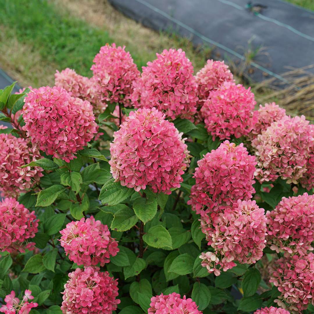 Hawaiian punch-red blooms on Little Lime Punch panicle hydrangea