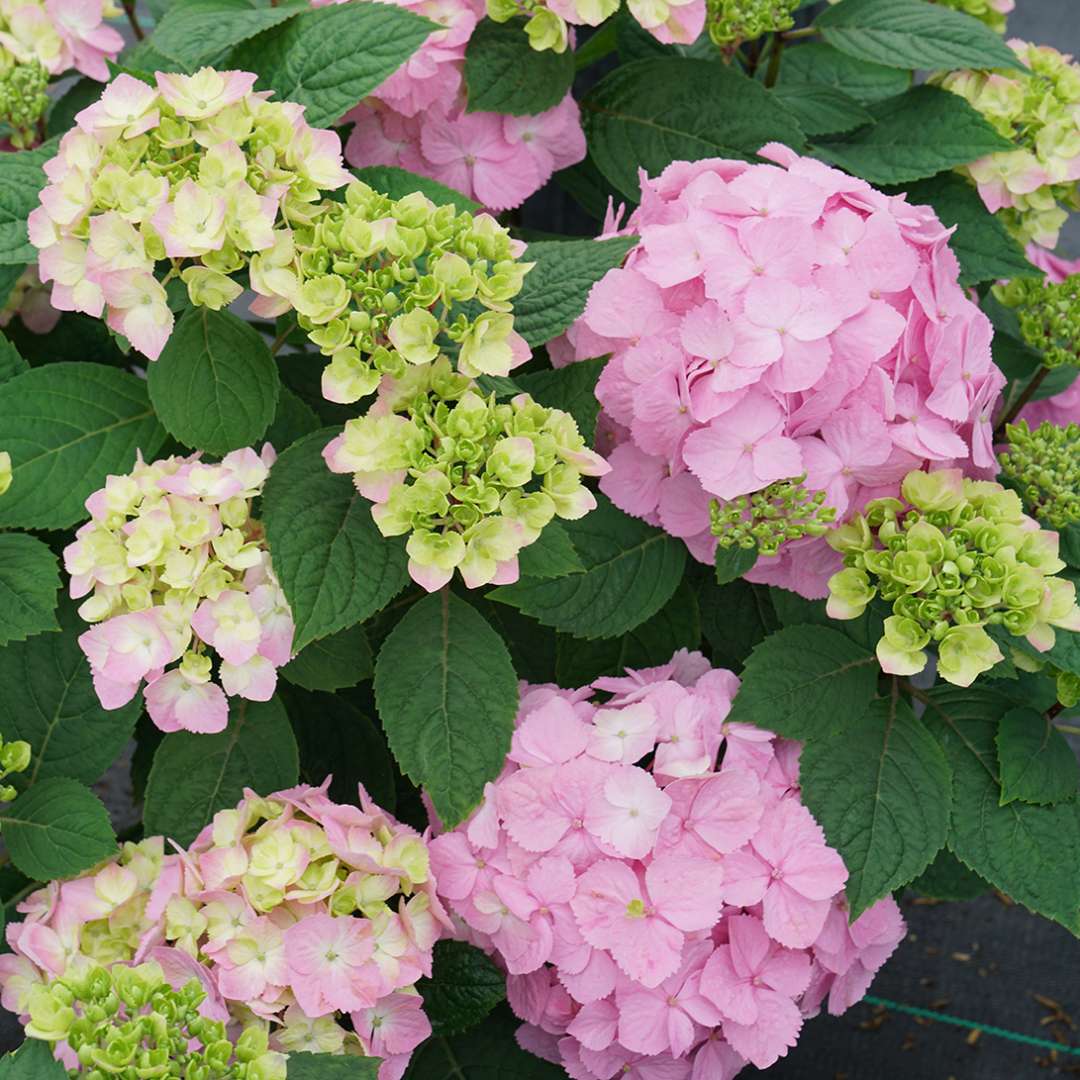 Let's Dance Sky View bigleaf hydrangea showing its pink coloration and green phase. 