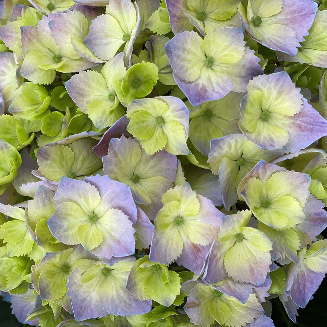 Closeup of the blue florets that make up an inflorescence of Let's Dance Sky View bigleaf hydrangea.