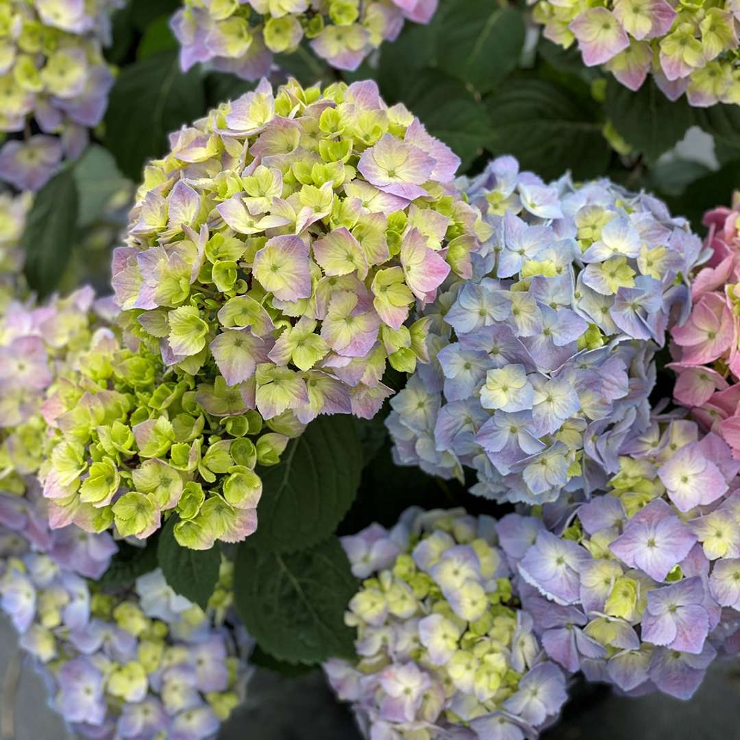 Blooms on Let's Dance Sky View bigleaf hydrangea in several different stages, showing the various colors they take on.