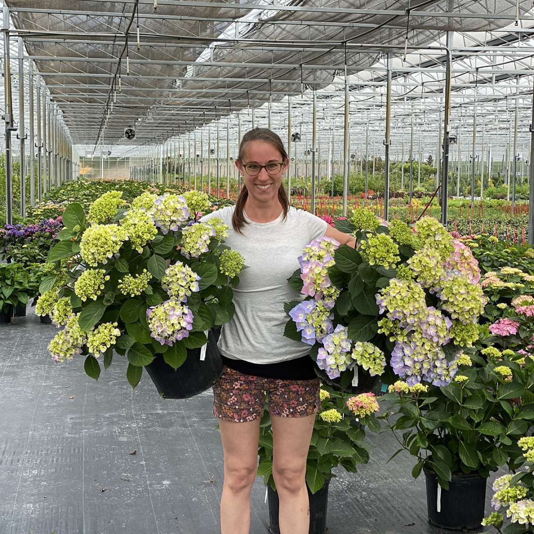 Plant breeder Megan Mathey holds two Let's Dance Sky View bigleaf hydrangea plants in a greenhouse.