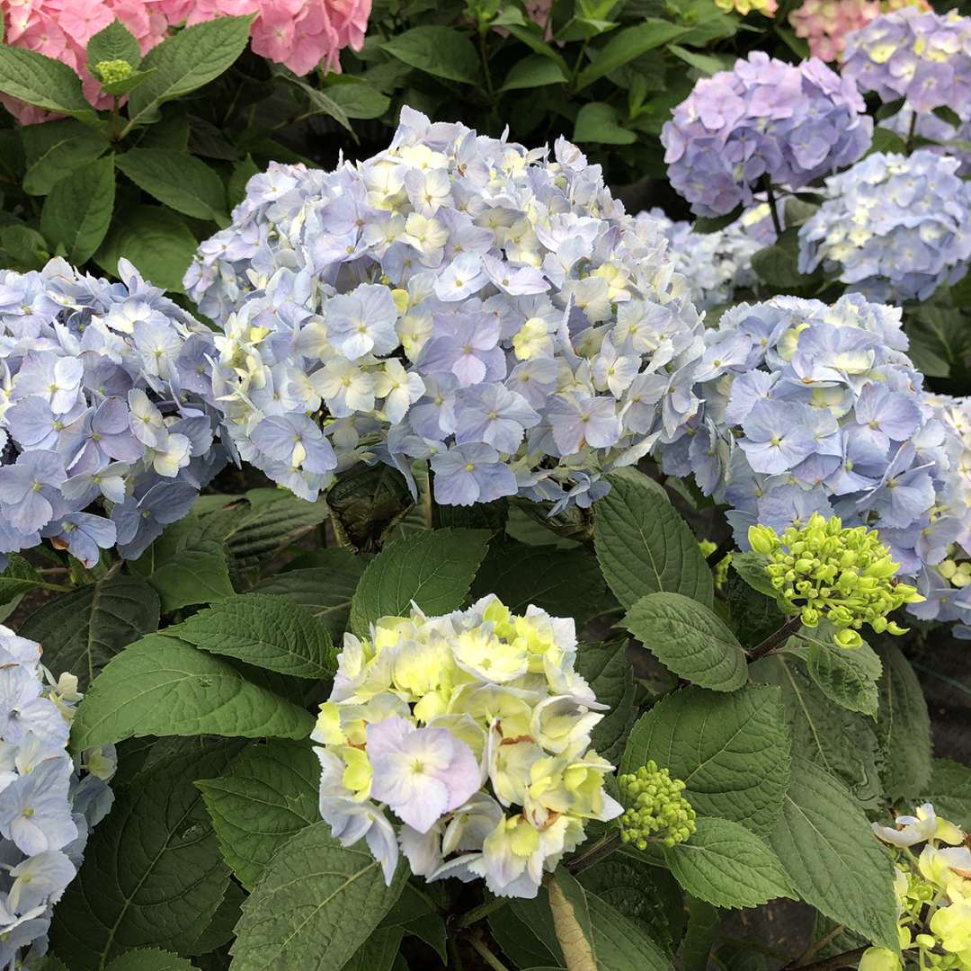 The blue mophead flowers of Let's Dance Sky View bigleaf hydrangea.