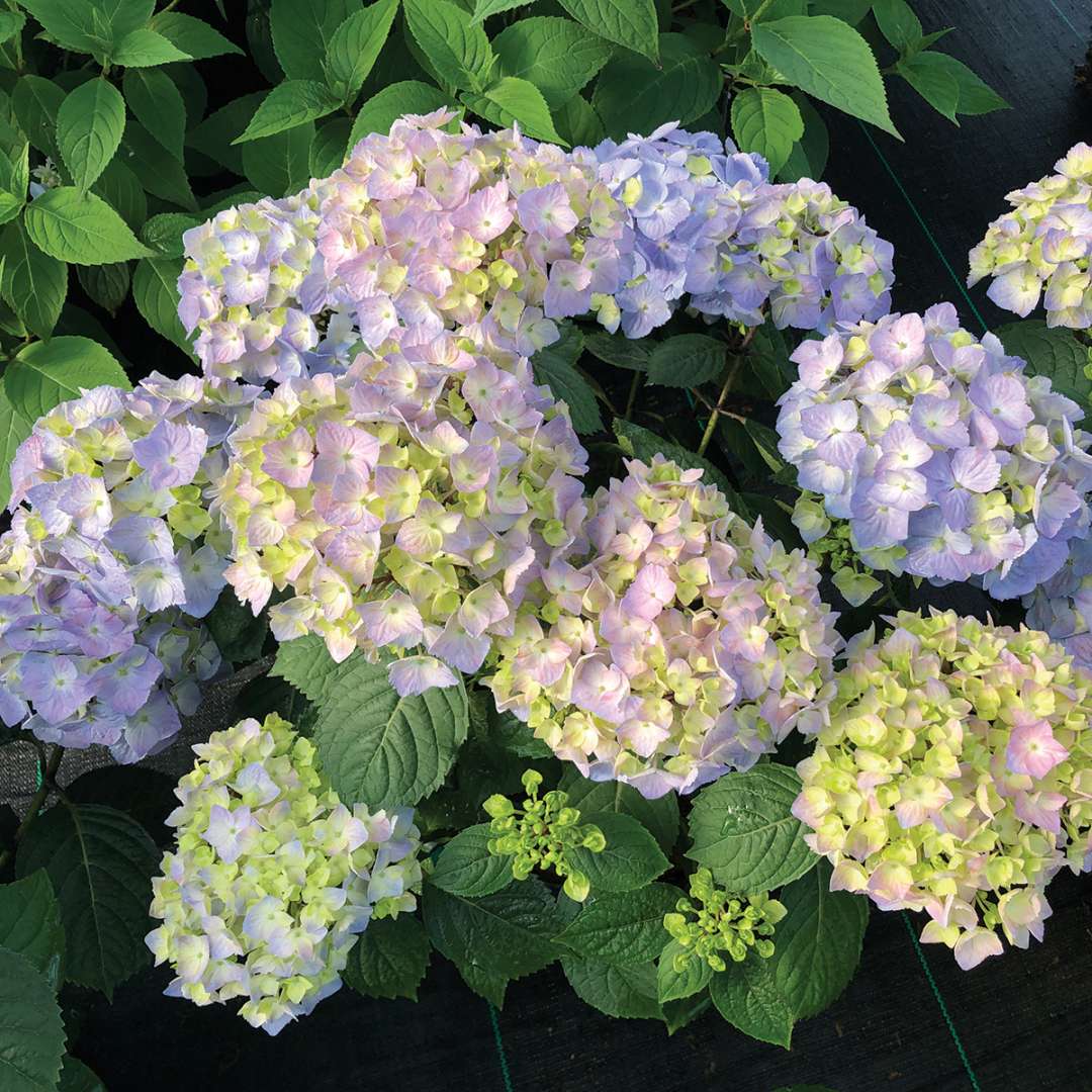 Let's Dance Sky View bigleaf hydrangea in bloom. 