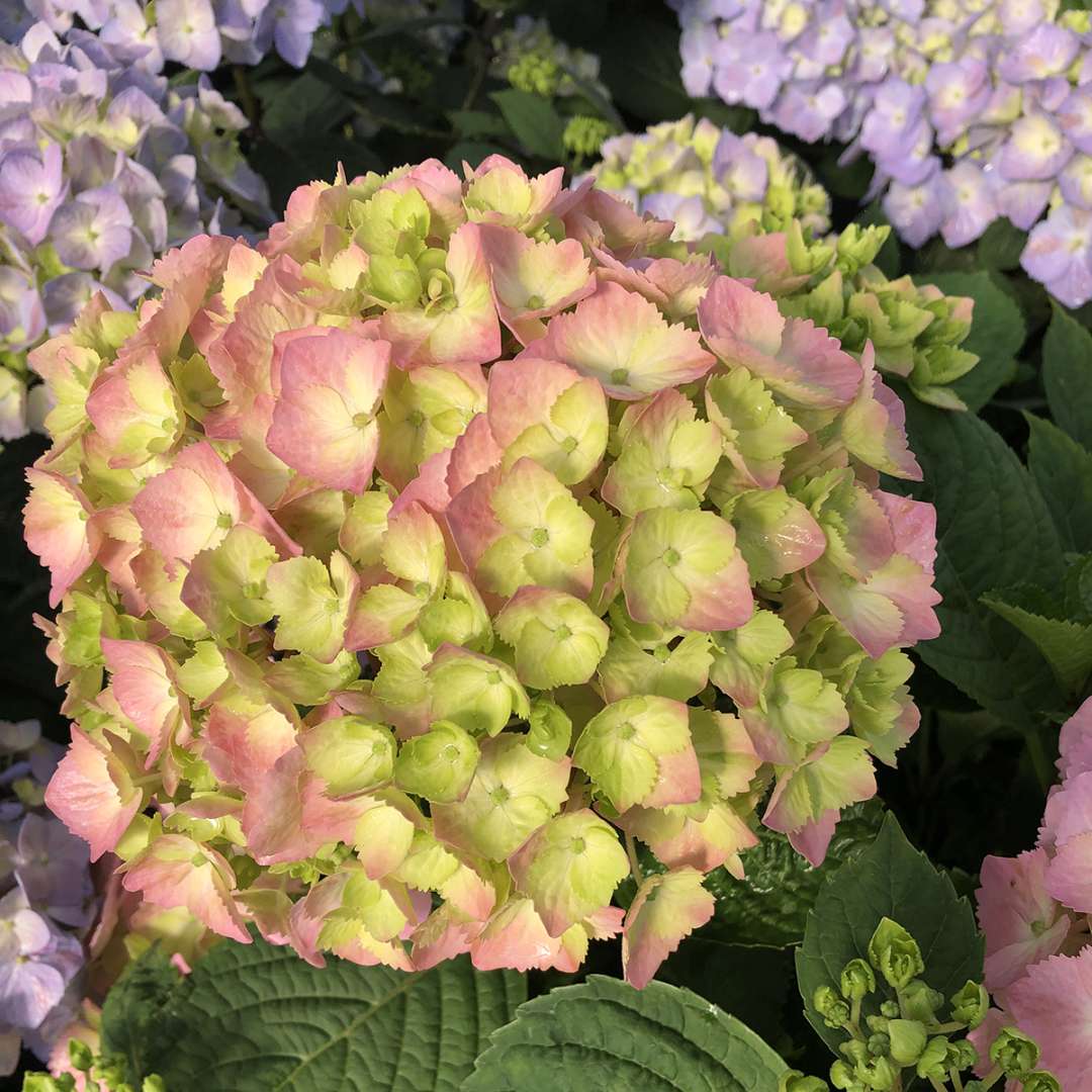 A closeup of the pink mophead flower of Let's Dance Sky View bigleaf hydrangea.