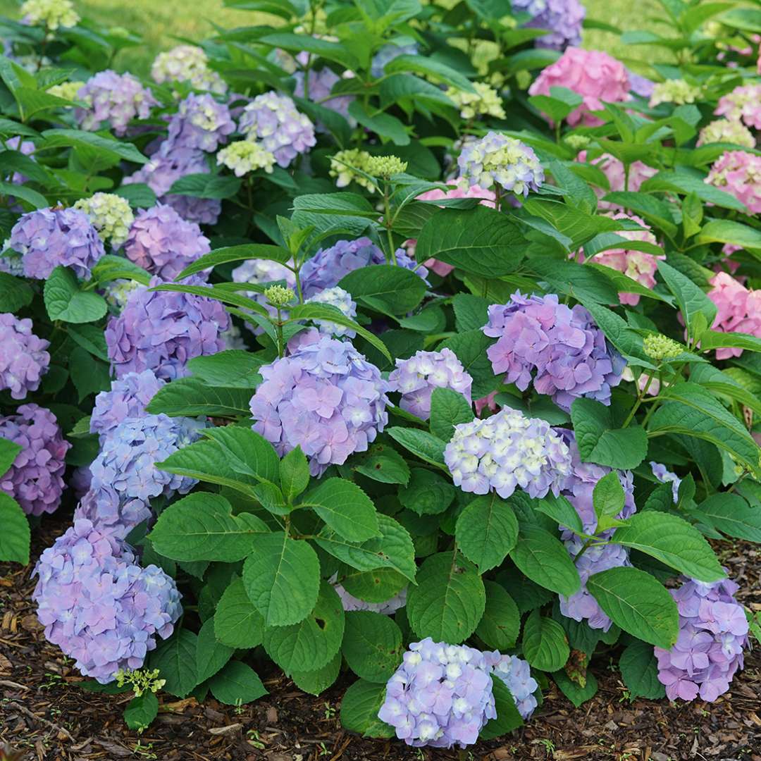 Let's Dance Sky View bigleaf hydrangea blooming in a greenhouse.