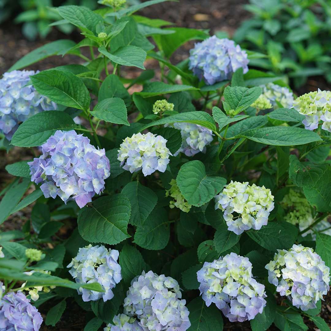 Let's Dance Sky View bigleaf hydrangea blooming in a landscape. 