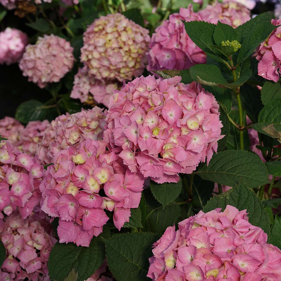 The pink mophead flowers of Let's Dance Sky View bigleaf hydrangea.