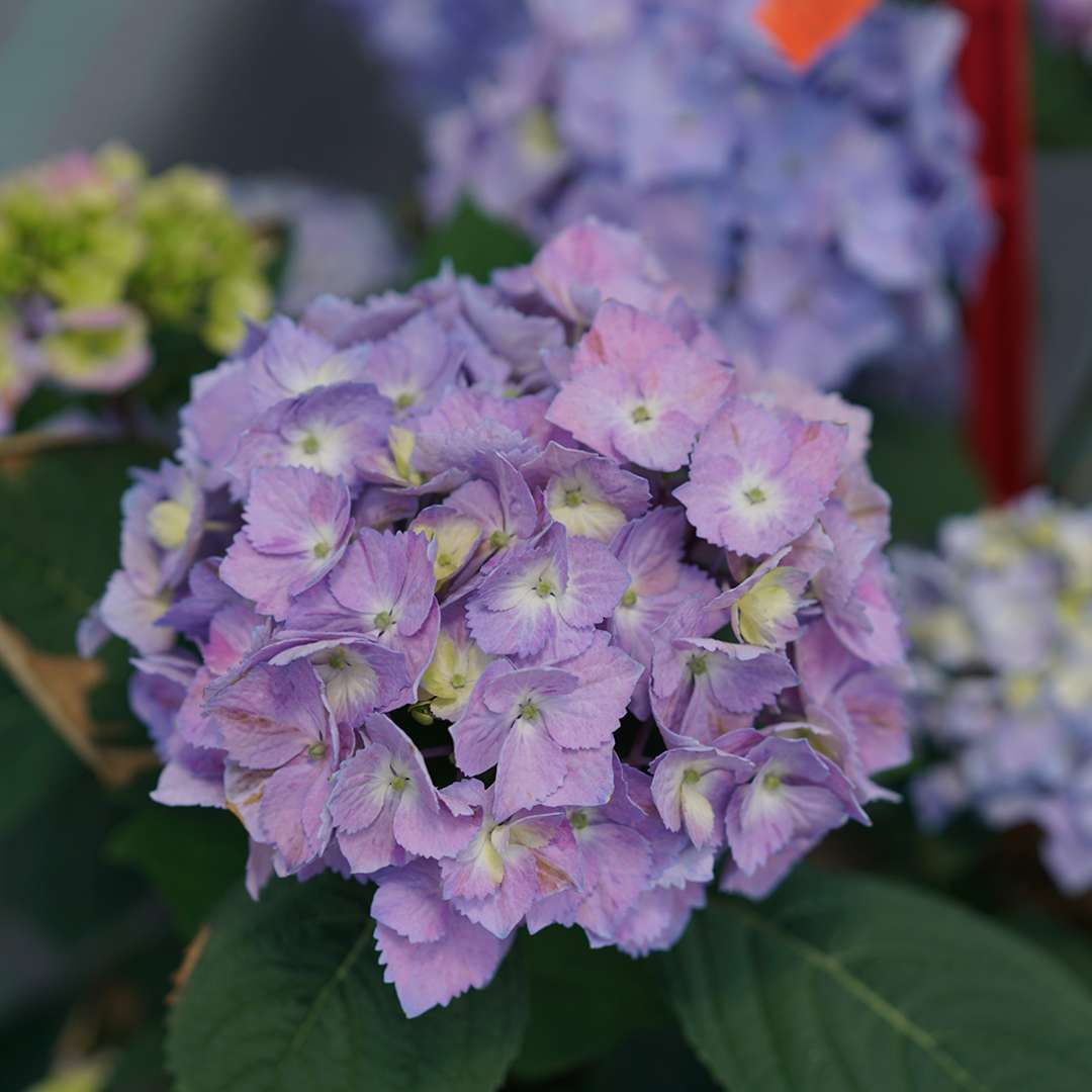 Let's Dance Sky View bigleaf hydrangea showing its blue flower coloration.