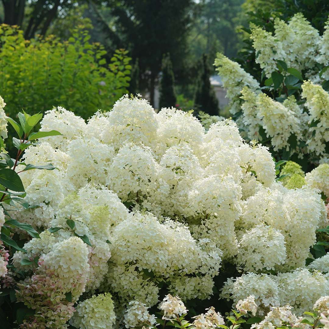 The big, puffy mophead flowers of Puffer Fish panicle hydrangea.