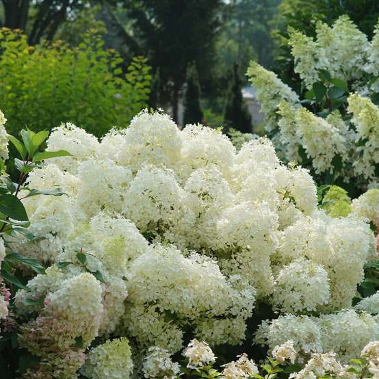 The big, puffy mophead flowers of Puffer Fish panicle hydrangea.