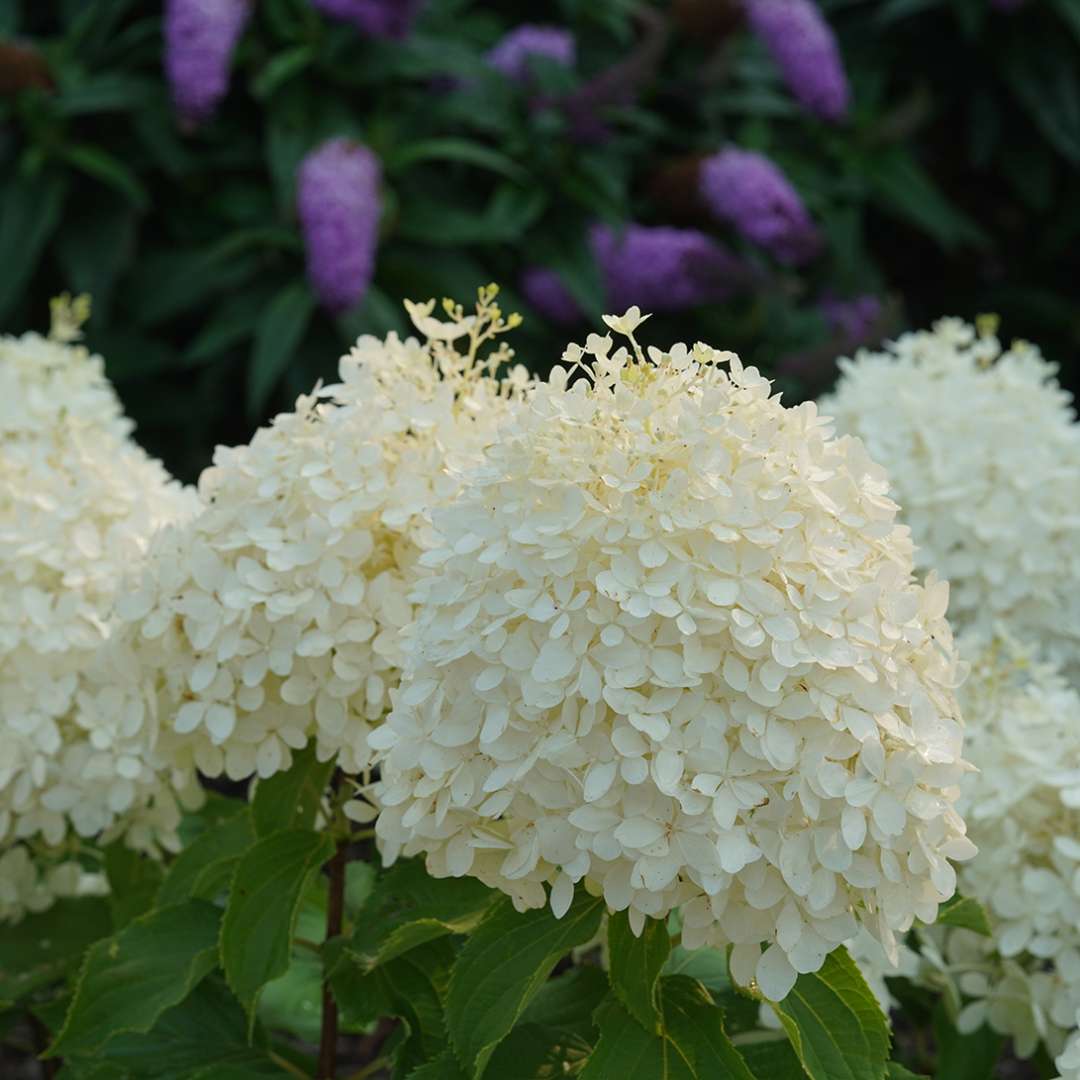 The robust blooms of Puffer Fish panicle hydrangea develop a little sprig of florets from the tip.