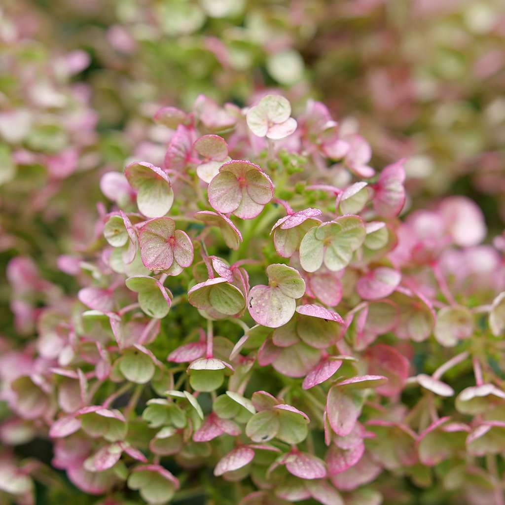 A close look at the florets of Tiny Quick Fire panicle hydrangea