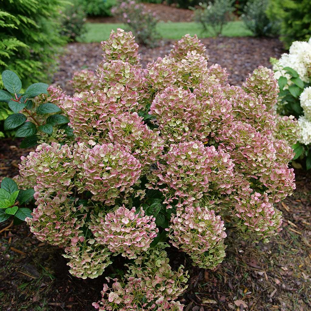 Tiny Quick Fire panicle hydrangea covered in mophead flowers