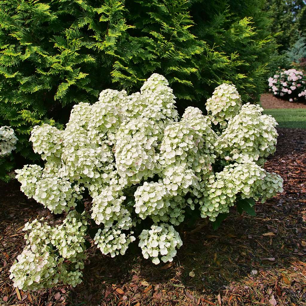 Tiny Quick Fire panicle hydrangea blooming heavily in a landscape 