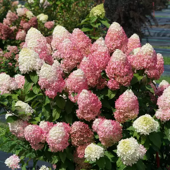 Quick Fire Fab panicle hydrangea's blooms transitioning from coconut-lime to pink