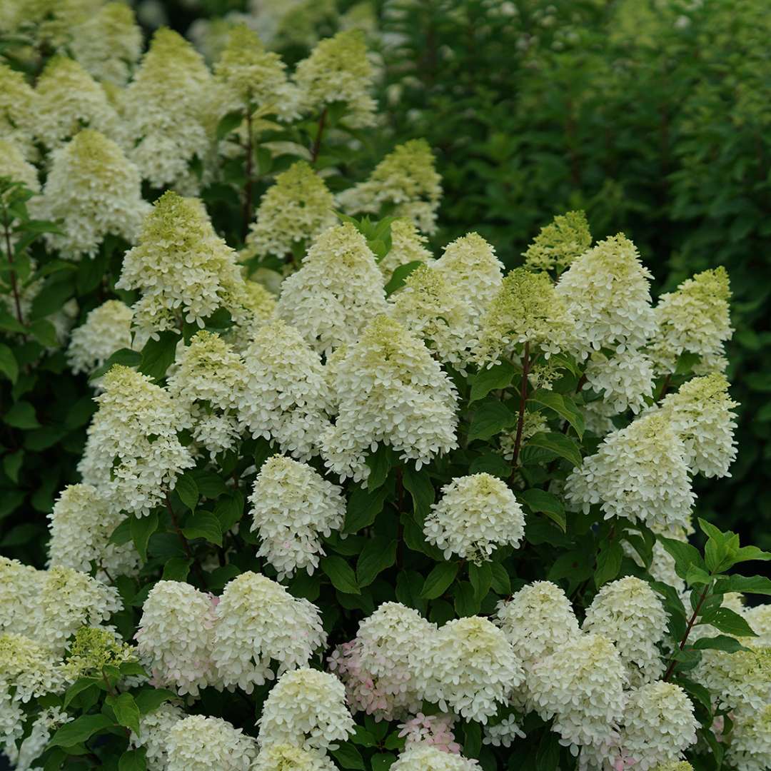 Quick Fire Fab hydrangea's coconut-lime blooms