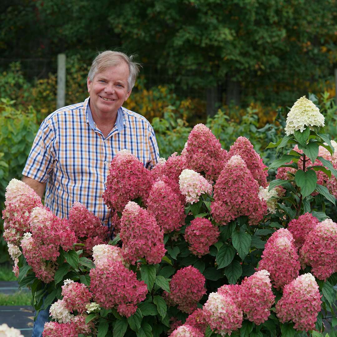 Tim Wood with Quick Fire Fab hydrangea's watermelon colored flowers