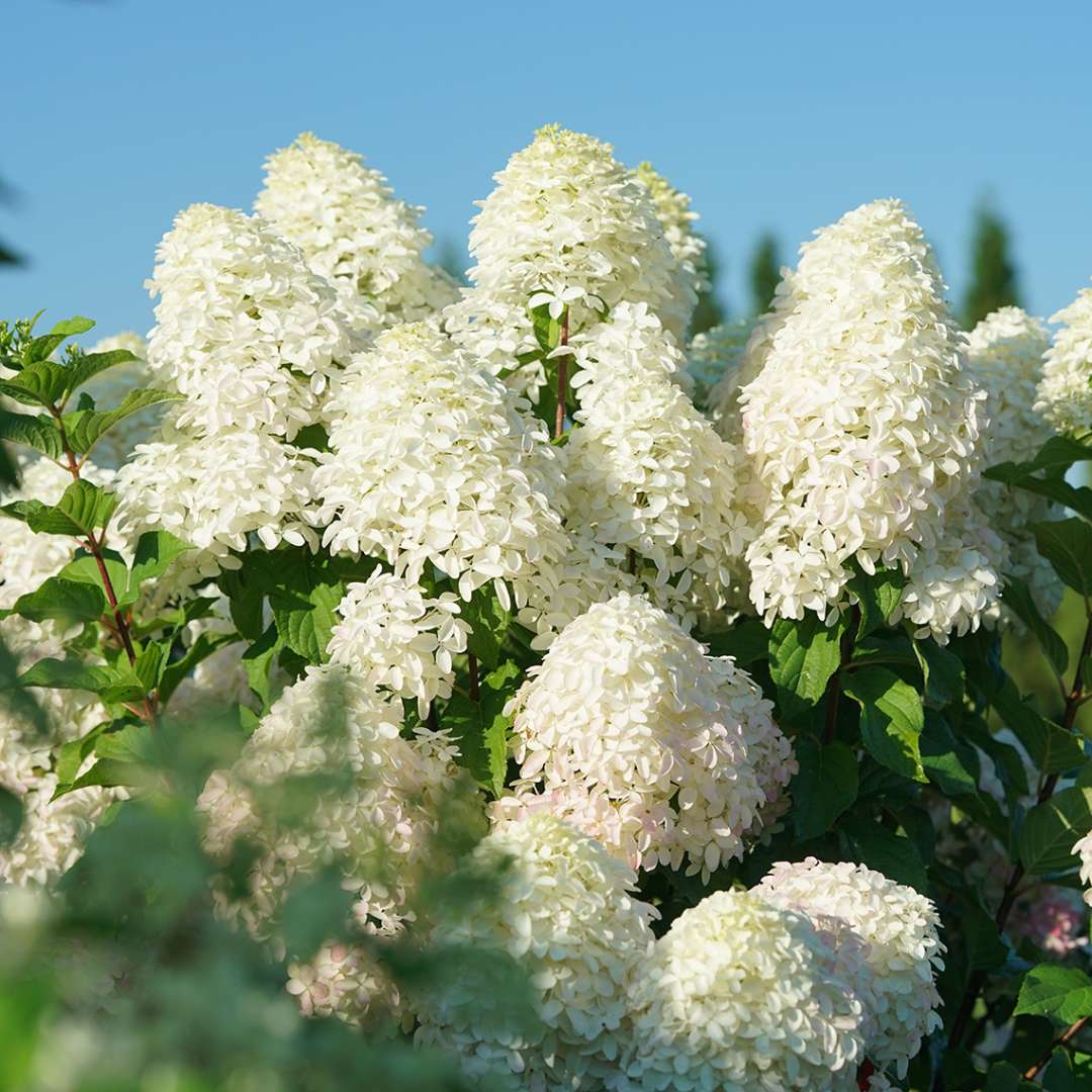 Close-up of Quick Fire Fab hydrangea's football shaped, coconut-lime flowers