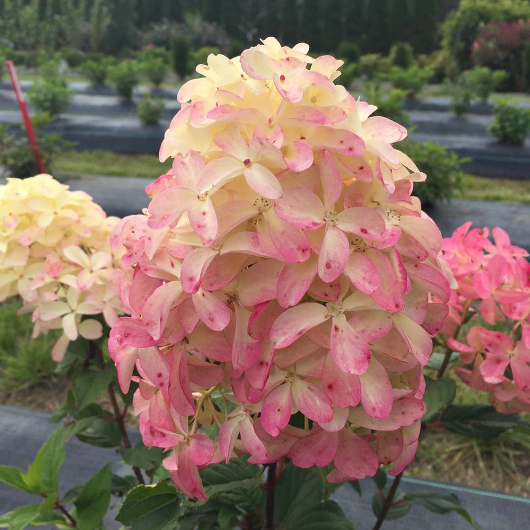 Close-up of Quick Fire Fab panicle hydrangea's football shaped flowers