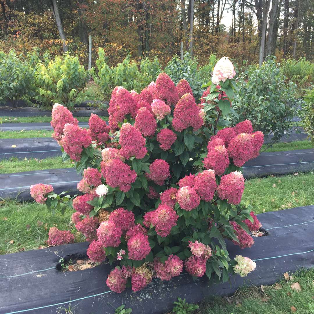 Dark pink Quick Fire Fab hydrangea blooms exploding in habit