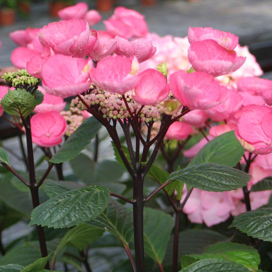 The peachy pink lacecap bloom of Abracadabra Star bigleaf hydrangea atop its lustrous smooth black stems