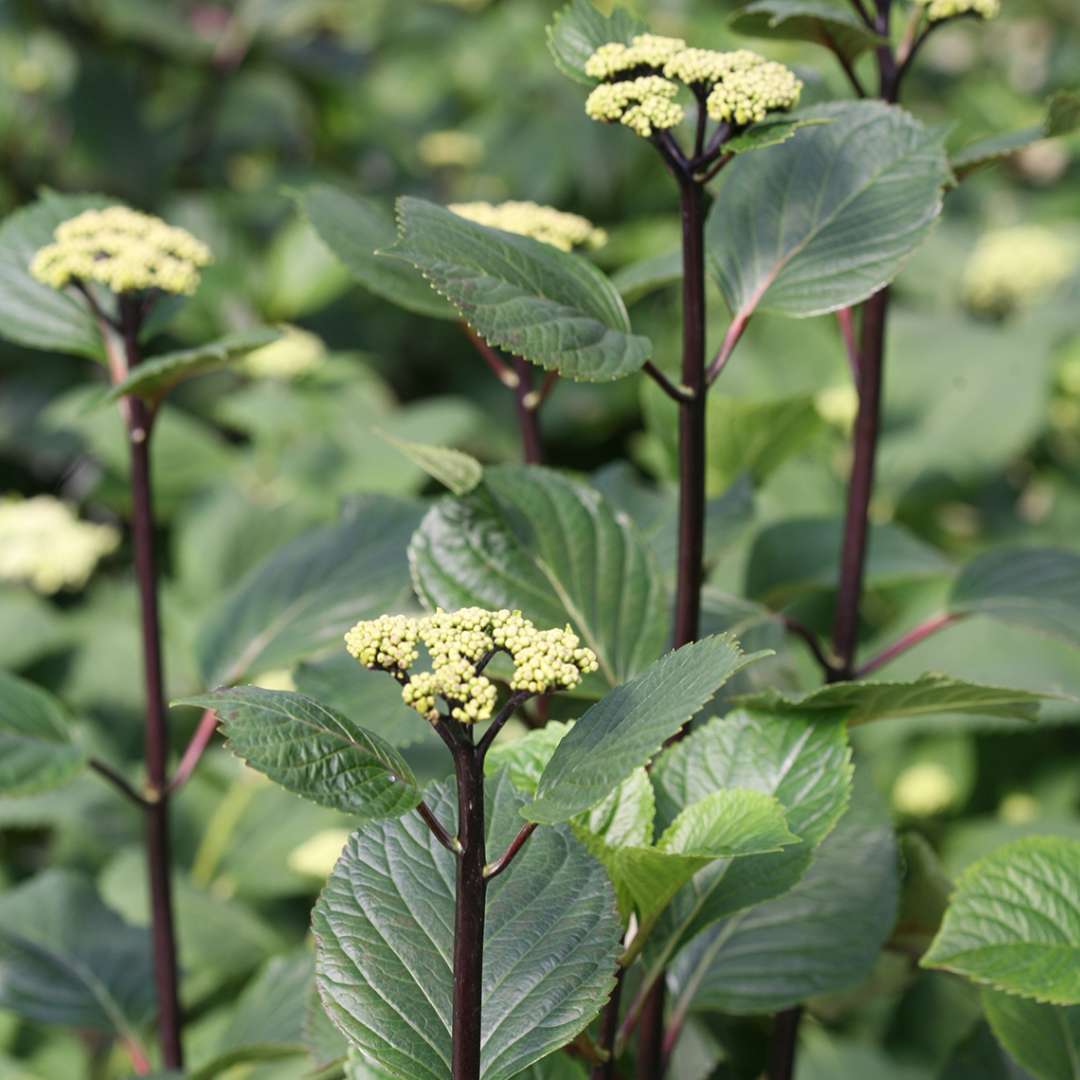 The buds of Abracadabra Star bigleaf hydrangea with its unique black stems clearly displayed