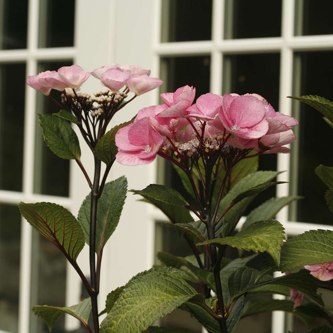 Closeup of the pink flowers atop the black stems of Abracabra Star bigleaf hydrangea