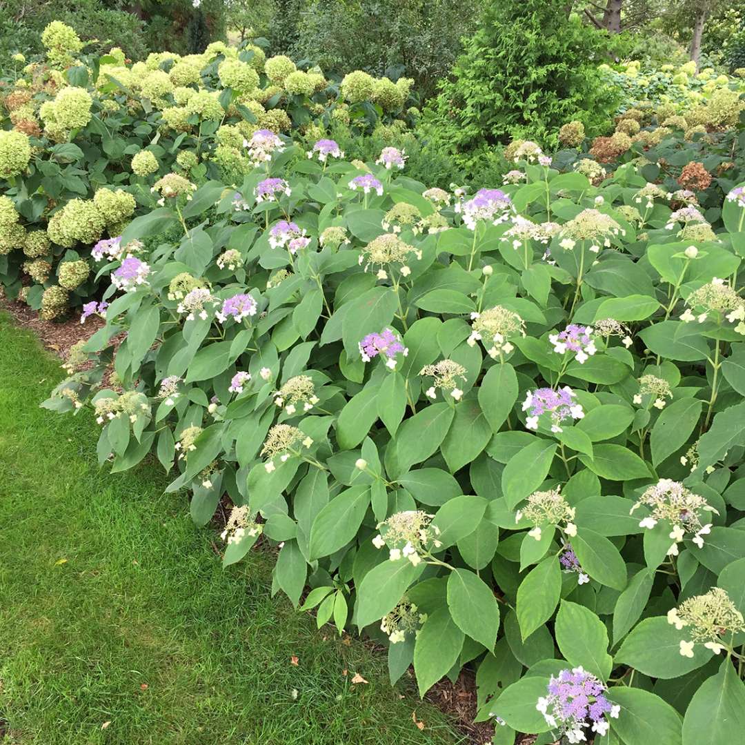 Blue Bunny hydrangeas blooming alongside a green lawn