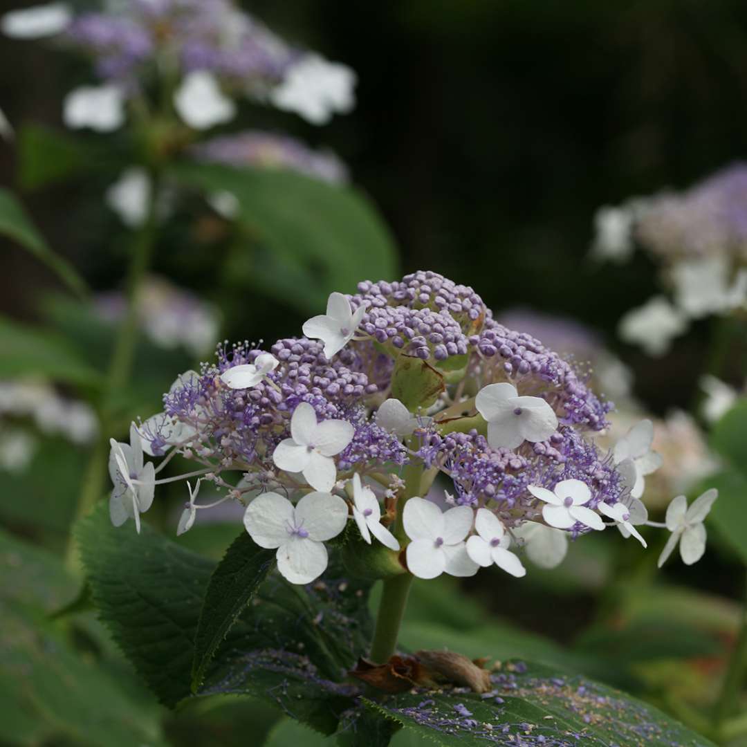 A closeup of Blue Bunny hydrangea flowers showing the blue color