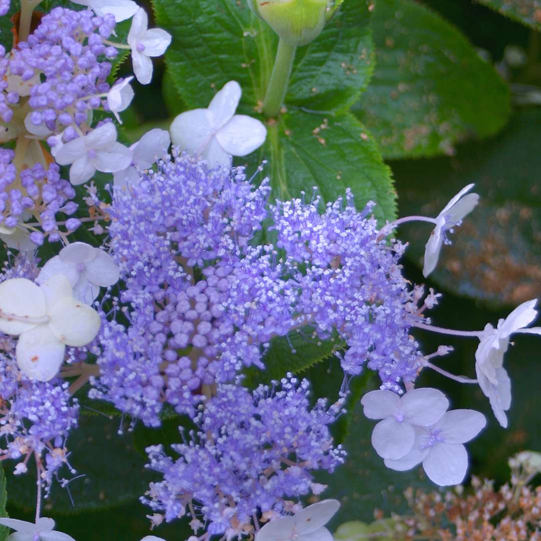 The blue fertile flowers of Blue Bunny hydrangea