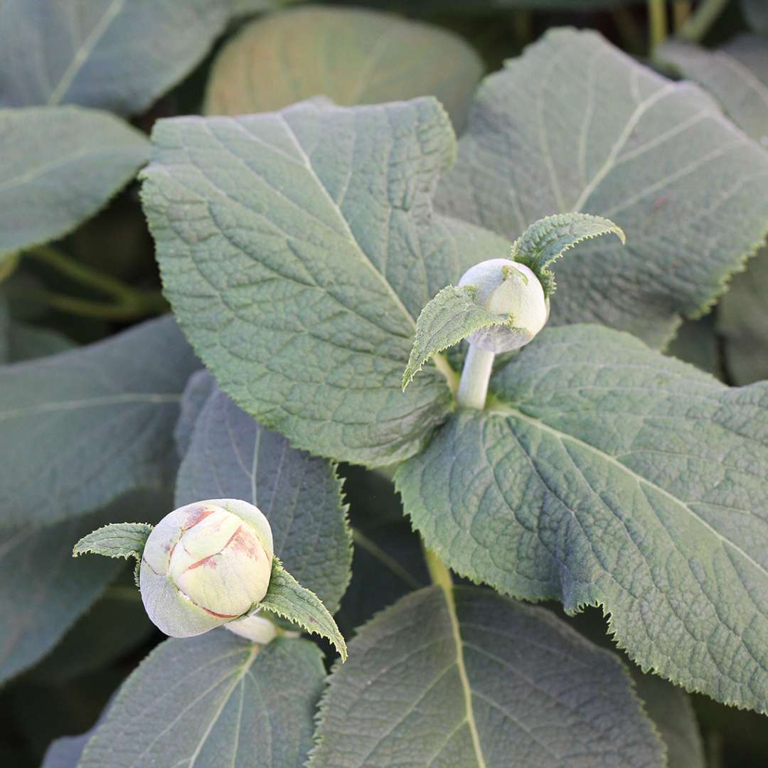 The unique silvery foliage and unusual peony like buds of Blue Bunny hydrangea