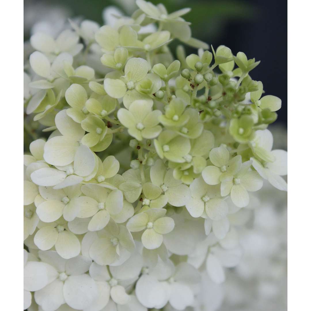 Closeup of the mophead bloom of Bobo panicle hydrangea in its white phase