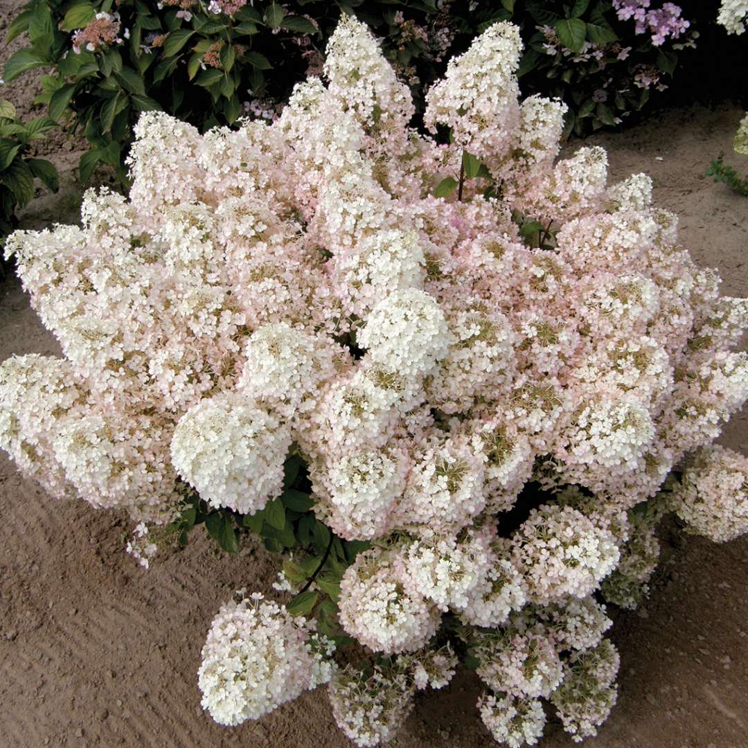 A specimen of Bobo hydrangea just starting to take on pink coloration