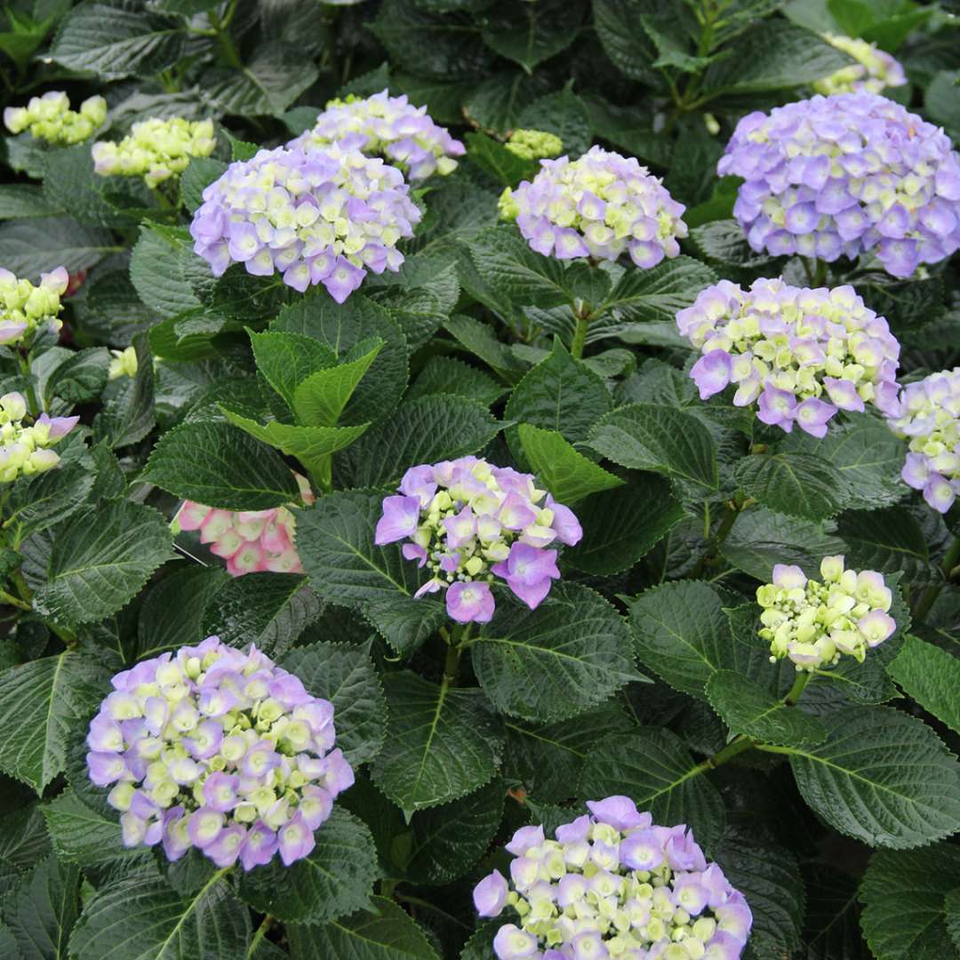 Ciytline Berlin hydrangea blooming blue