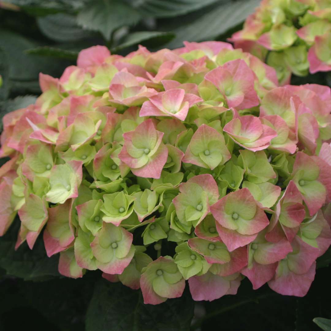 Closeup of the pink blooms of Cityline Berlin hydrangea