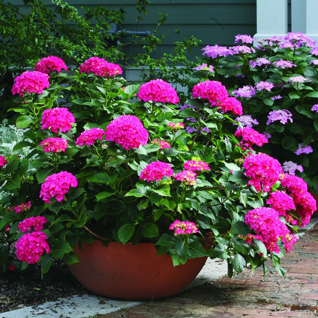 Cityline Paris hydrangea blooming in a large container covered in red flowers