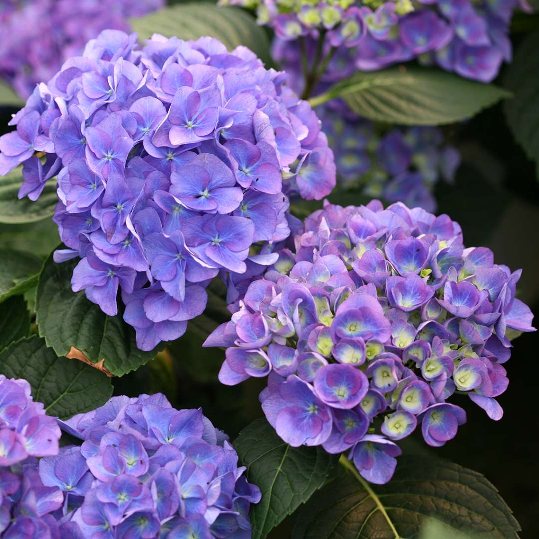 Four blue blooms on Cityline Rio hydrangea