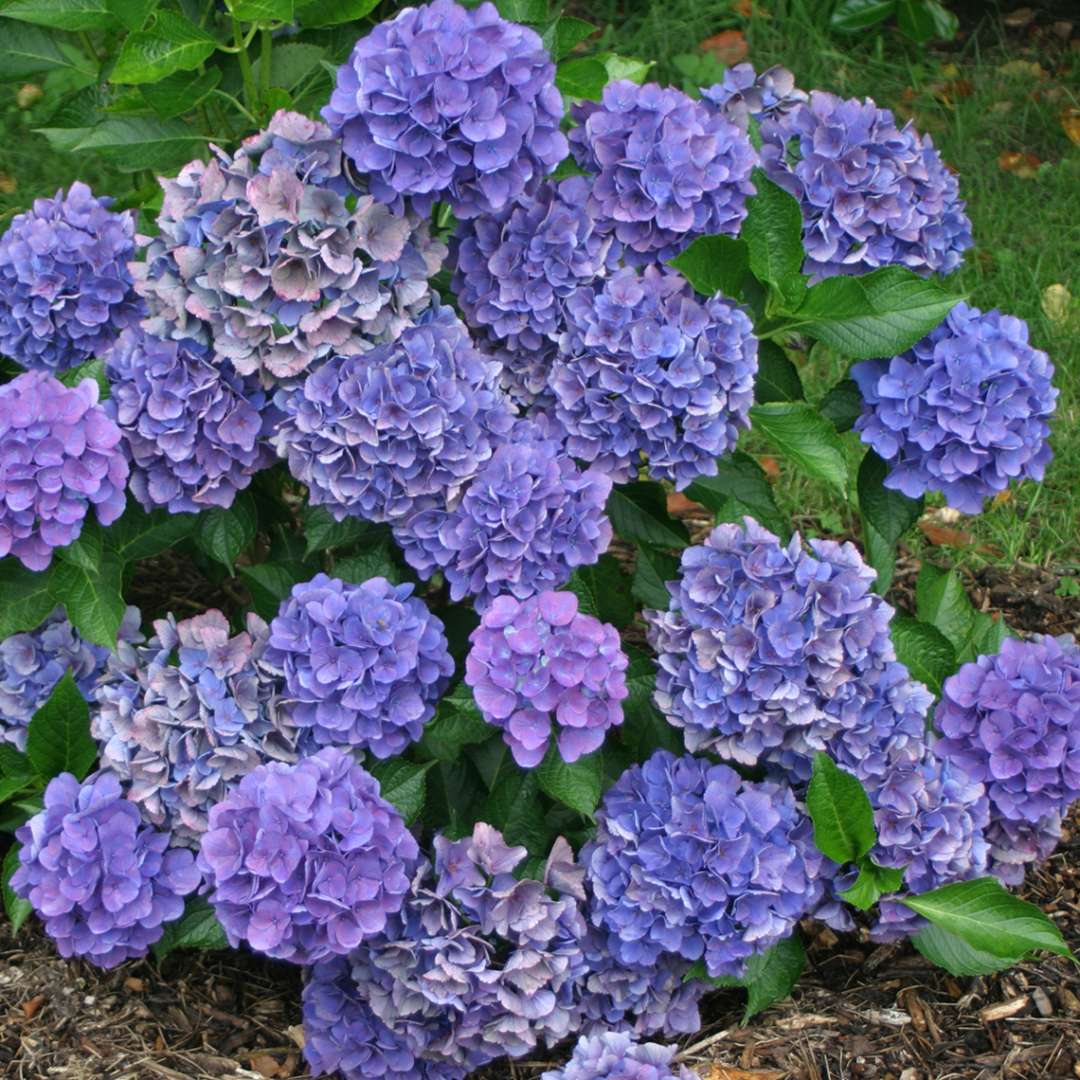 The abundant blue flowers of Cityline Venice hydrangea